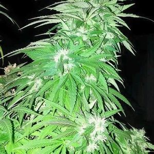 Meet your Posher, Dre